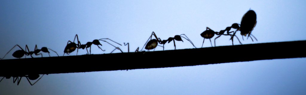 Crowdeffizienz: Mobilitätsforscher können von der Ameise lernen